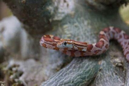 Do Baby Corn Snakes Bite? — Snakes for Pets