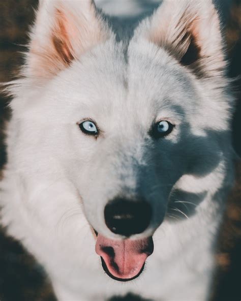 The Samoyed Husky Mix: Temperament, Size, Traits, and More!