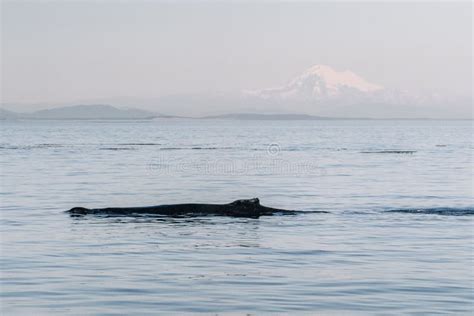 Humpback Whale in the Sea (a Species of Baleen Whale) Stock Photo ...