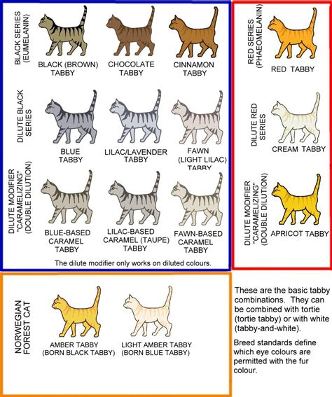 Tabby Cats and Their Patterns - PetsWeekly.com