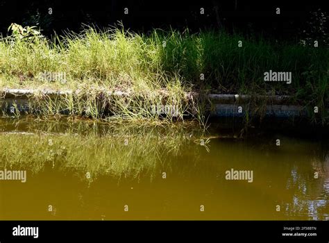 green water of a lake Stock Photo - Alamy