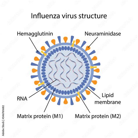 Influenza virus structure with corresponding designations. Microbiology ...