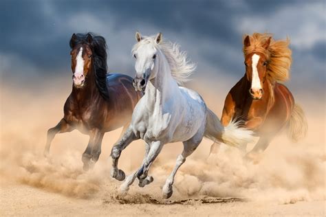 Are Mustang Horses Male Or Female? – Equestrian Space