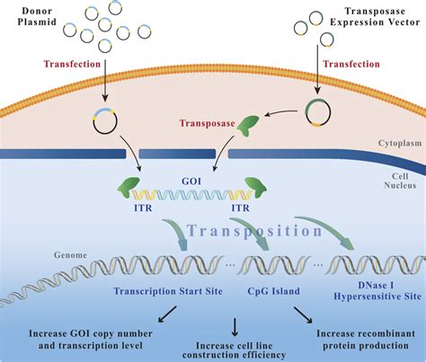 | The process of transposition. After co-transfection of the donor... | Download Scientific Diagram