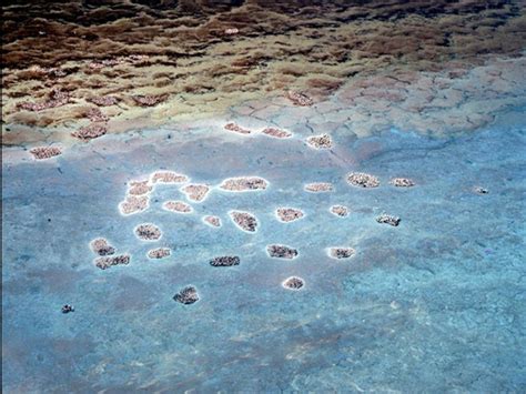 Tanzania to mine in world's most important flamingo breeding ground - Africa Geographic