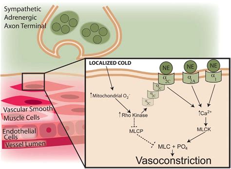 Representation of the mechanisms involved in vasoconstriction following ...