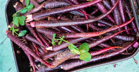 Are Purple Carrots Healthier? Nutrition, Benefits, and Uses