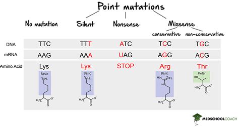 Frameshift Mutation Diagram