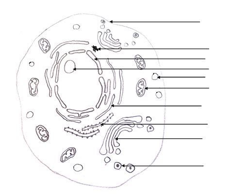 a. Cell : unit of function - BIOLOGY4ISC