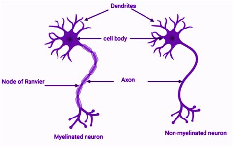 What is action potential? Describe how the nerve impulse is propagated ...