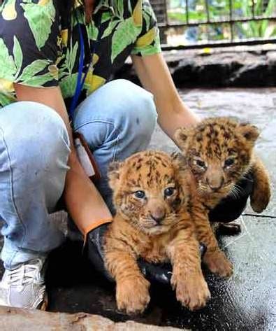 Tigon Cubs! - Baby Animal Zoo