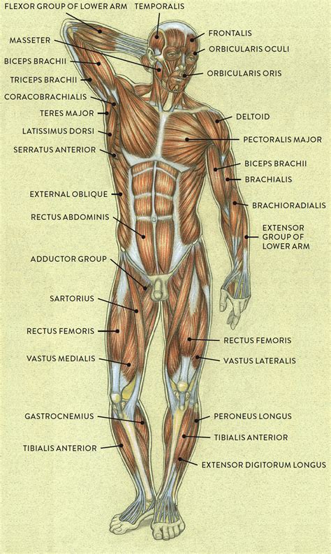 Human Male Torso Anatomy : Male anatomy, artwork - Stock Image - F008 ...