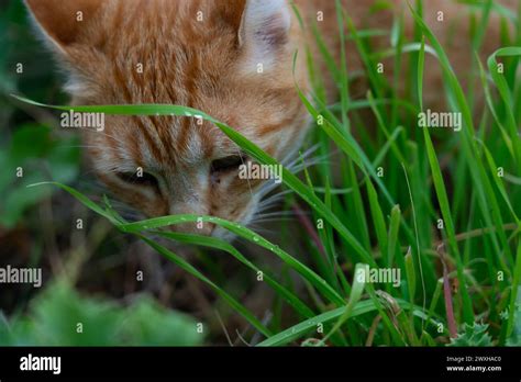 Explorer among leaves hi-res stock photography and images - Alamy