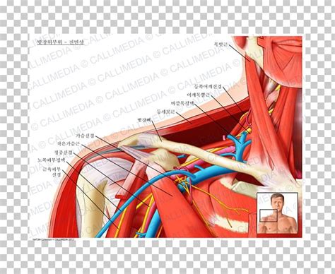 Supraclavicular Fossa Supraclavicular Nerves Supraclavicular Lymph ...