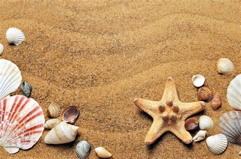 1,000+ Free Seashells & Shell Images - Pixabay