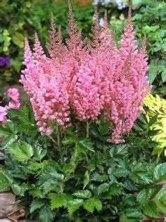 28 Astilbe ideas | astilbe, shade garden, plants