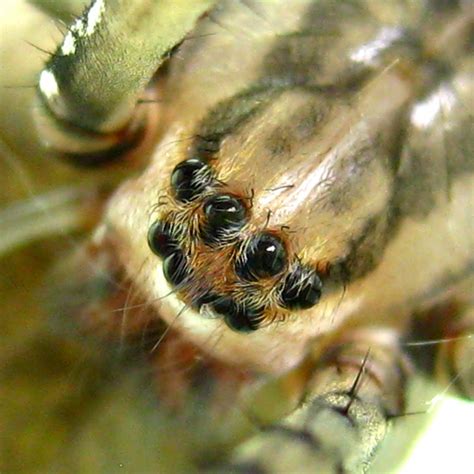 9 spider eyes pistures in Biological Science Picture Directory - Pulpbits.net : Biological ...