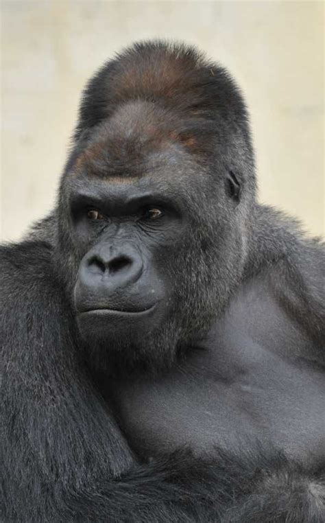 Meet Shabani, Japan's Most Handsome Gorilla - WebEcoist | Gorilla, Gorillas art, Gorilla costumes