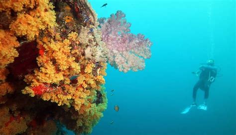 Review: Diving Savusavu at Jean-Michel Cousteau Resort