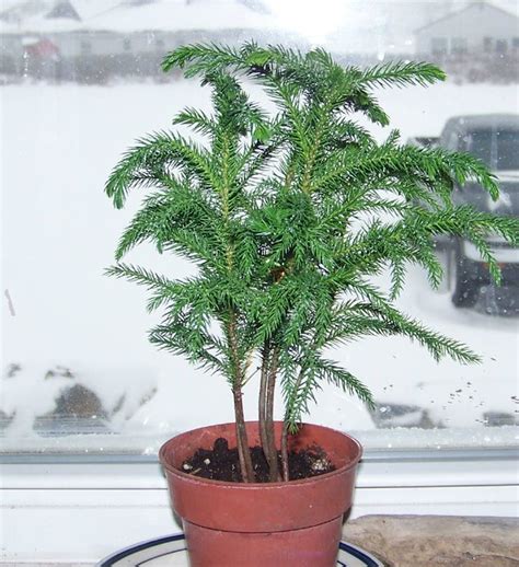 baby evergreen tree | I found this lil' guy at the local Hom… | Flickr