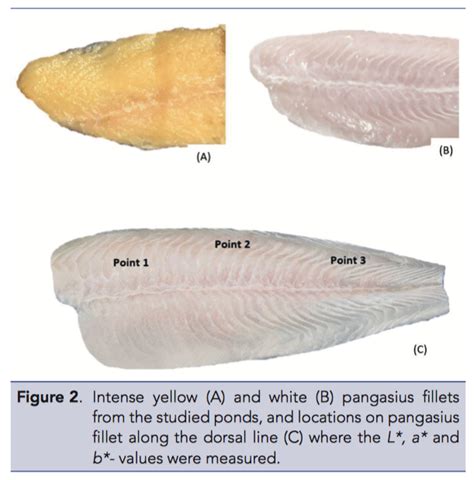 Intense yellow (A) and white (B) pangasius fillets from the studied ...