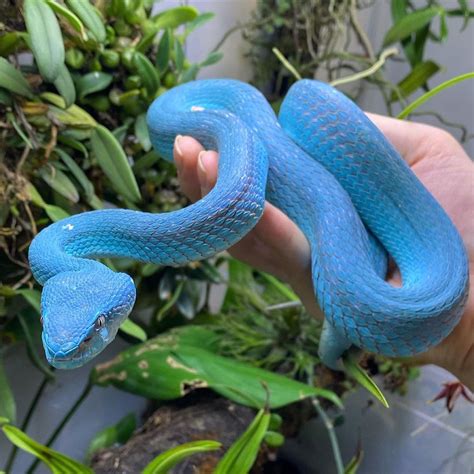 Large Female Blue Insularis Pit R/snakes, 60% OFF