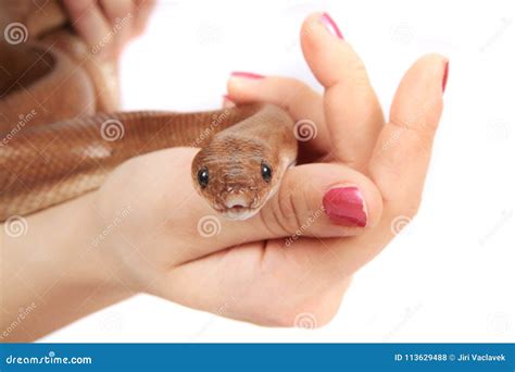 Brown snake in human hand stock photo. Image of nosy - 113629488