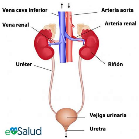 Sistema Excretor | Órganos, Partes y Cómo funciona