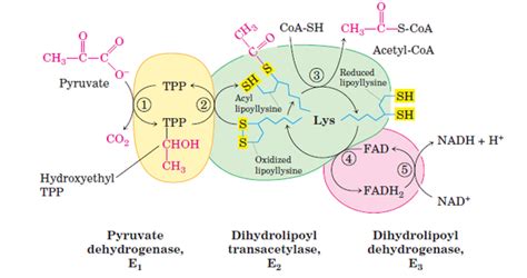 pyruvate dehydrogenase complex structure | Human anatomy and physiology, Anatomy and physiology ...