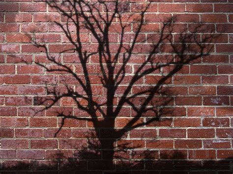 Tree Shadow Free Photo Download | FreeImages