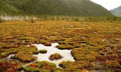 Extracción masiva del musgo “pompón” hace peligrar reservorio de agua en Chiloé