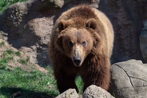 10 Kamchatka brown bear facts - Our Planet