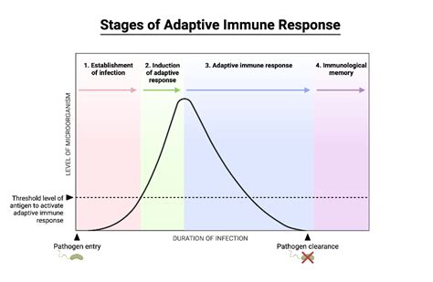 Stages of Adaptive Immune Response | BioRender Science Templates