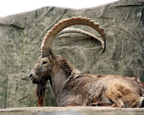 Argali - Facts, Diet, Habitat & Pictures on Animalia.bio