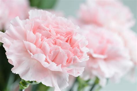 Pink carnation close-up, shallow depth of field - The Dirt on Dirt