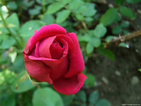 Red Rose Bud