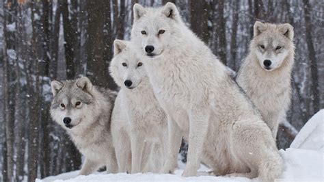 White Wolves Wallpapers - Wallpaper Cave