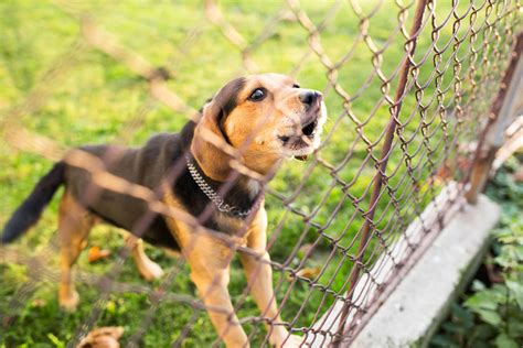 15 Dog Fence Ideas for Your Backyard - Tractive