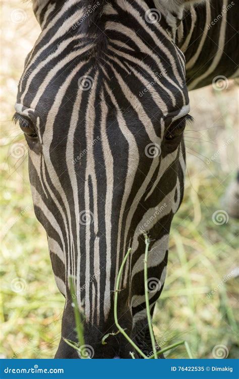 Zebra close-up head stock image. Image of park, lines - 76422535