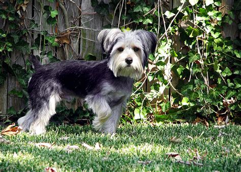 Snorkie (Schnauzer-Yorkie mix) Info, Temperament, Puppies, Pictures