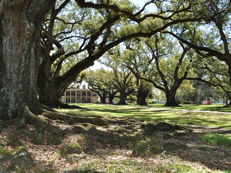 Oak Alley Plantation | TCLF