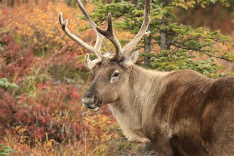 Tiny insects cause big threat to woodland caribou