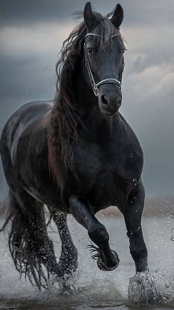 Black Horse Wallpaper