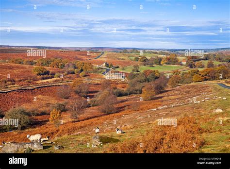 Goathland Moor North York Moors North Yorkshire Stock Photo - Alamy