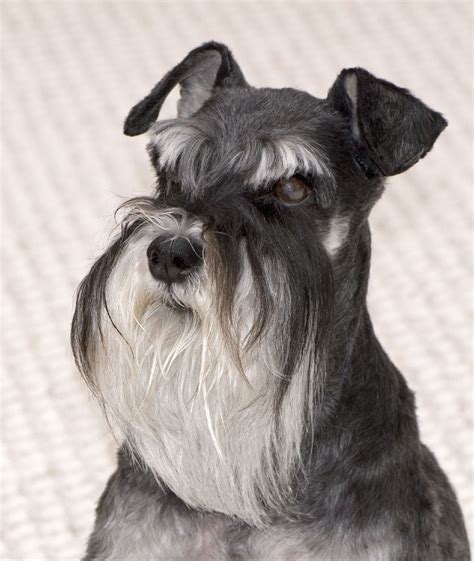 My sons beard goal! :) | Schnauzer dogs, Miniature schnauzer, Schnauzer