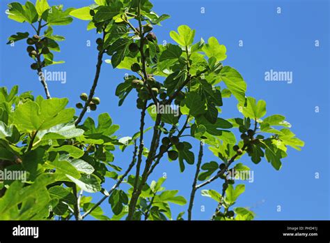 Fig tree (Ficus carica Stock Photo - Alamy
