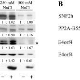 A subpopulation of PP2A binds more tightly to chromatin in the presence ...