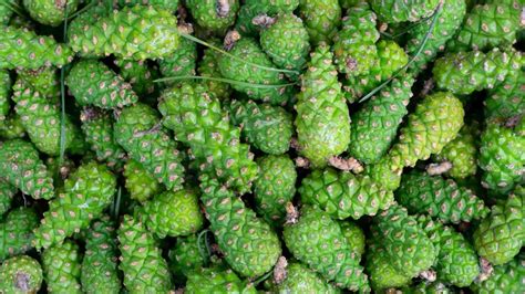 Is It Dangerous To Eat Pine Cones?