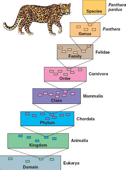 hierarchical.html 25_08HierarchClassific.jpg