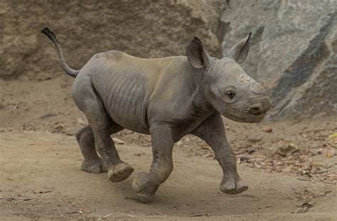 This Critically Endangered Baby Rhino Is An Adorable Addition To A Species In Need | HuffPost